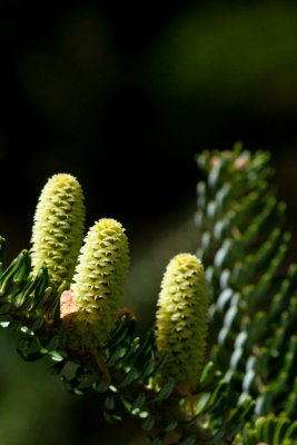 Abies koreana 'Silberlocke' - jedle korejská - mladé šišky